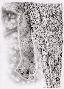 Dangling Squirrel