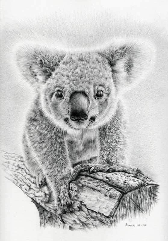 Koala Oxley Twinkles