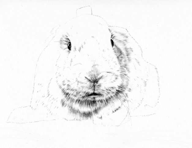 Beginning of Bunny Portrait
