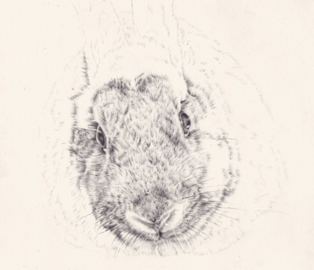 Second bunny portrait