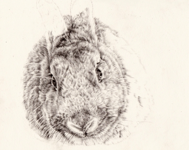 Second bunny drawing in progress