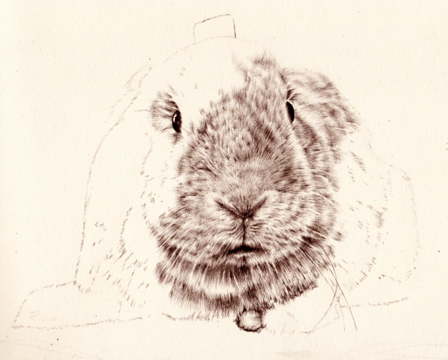 Bunny drawing keeps growing