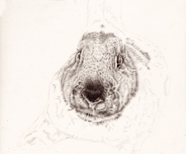Third Bunny Portrait