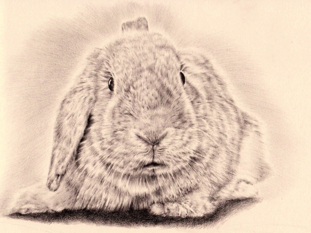 First bunny drawing finished