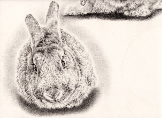 Second bunny drawing finished