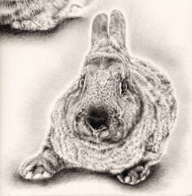 Third bunny drawing finished