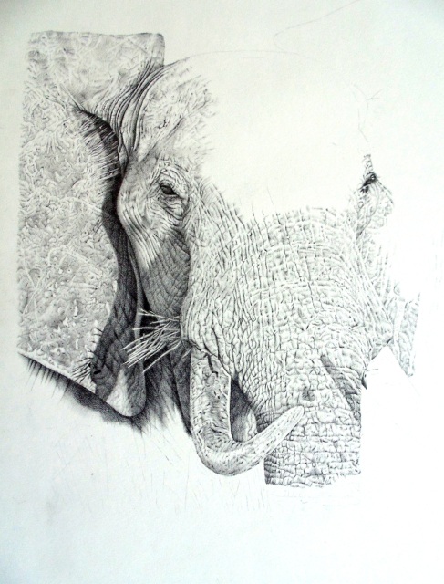 Elephant drawing w.i.p