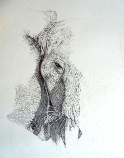 Elephant drawing progress