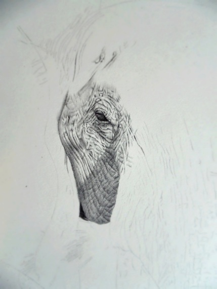 elephant drawing 1 copy