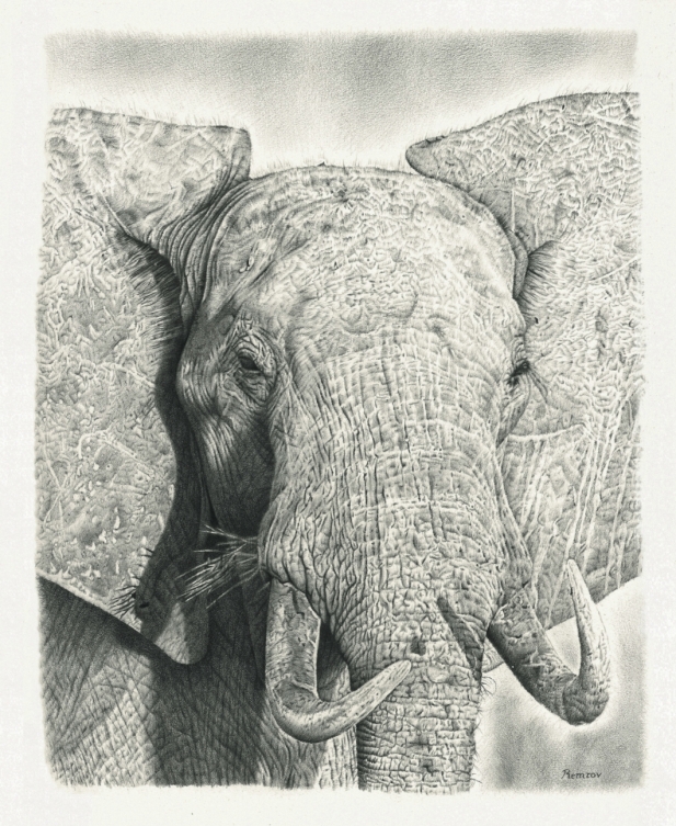 Finished Elephant Drawing