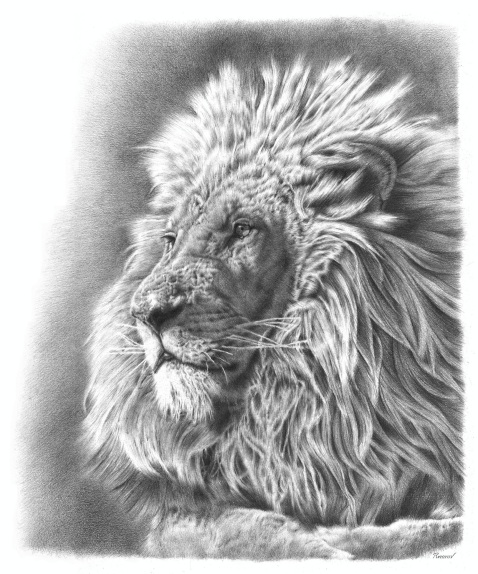 Photorealistic pencil drawing of a lion