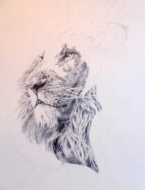 Lion pencil drawing