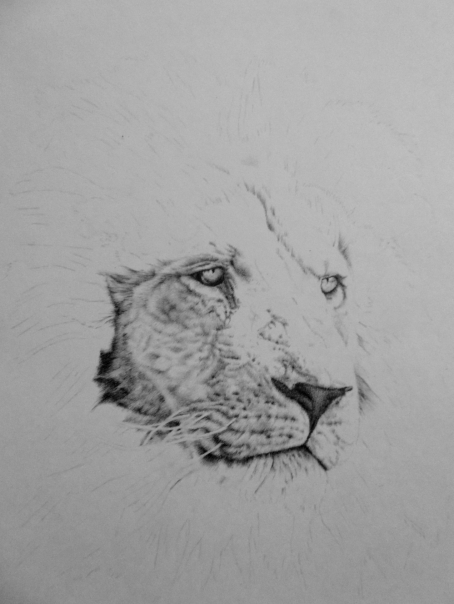 Lion pencil drawing in Process
