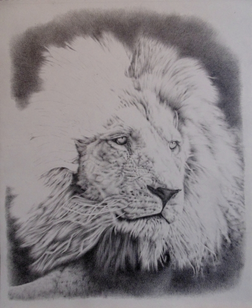 New lion pencil draw g in progress