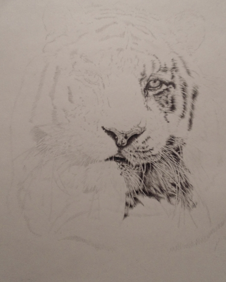 Photorealistic drawing of a tiger