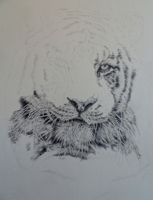 W.I.P tiger pencil drawing