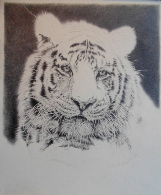 Tiger drawing work in progress