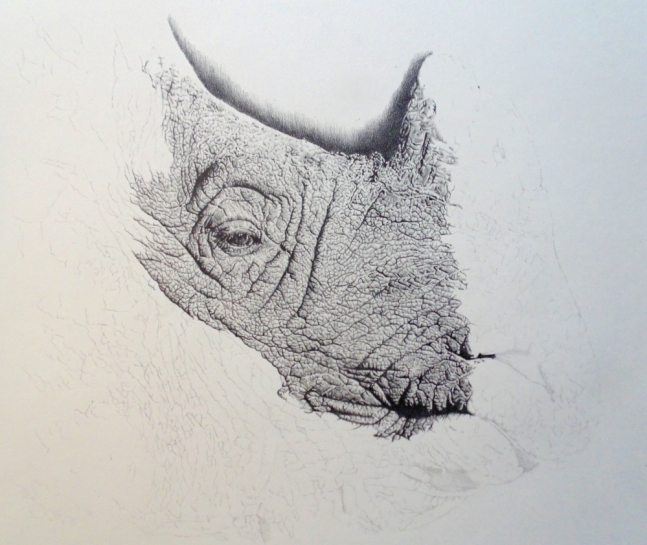 Rhino pencil drawing in progress