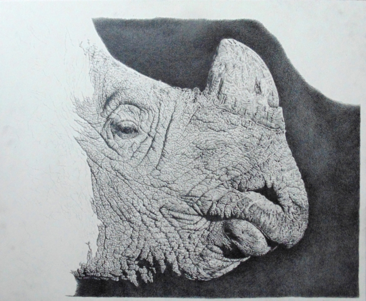 Rhino Pencil Drawing in progress
