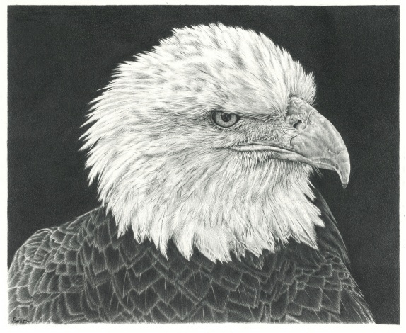 Bald Eagle Pencil Drawing