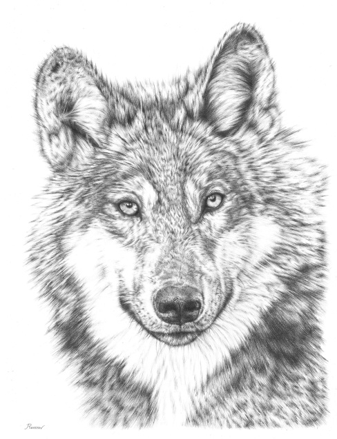 Wolf Pencil Drawing 2